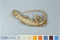 藏品(斯文豪氏攀蜥)的圖片